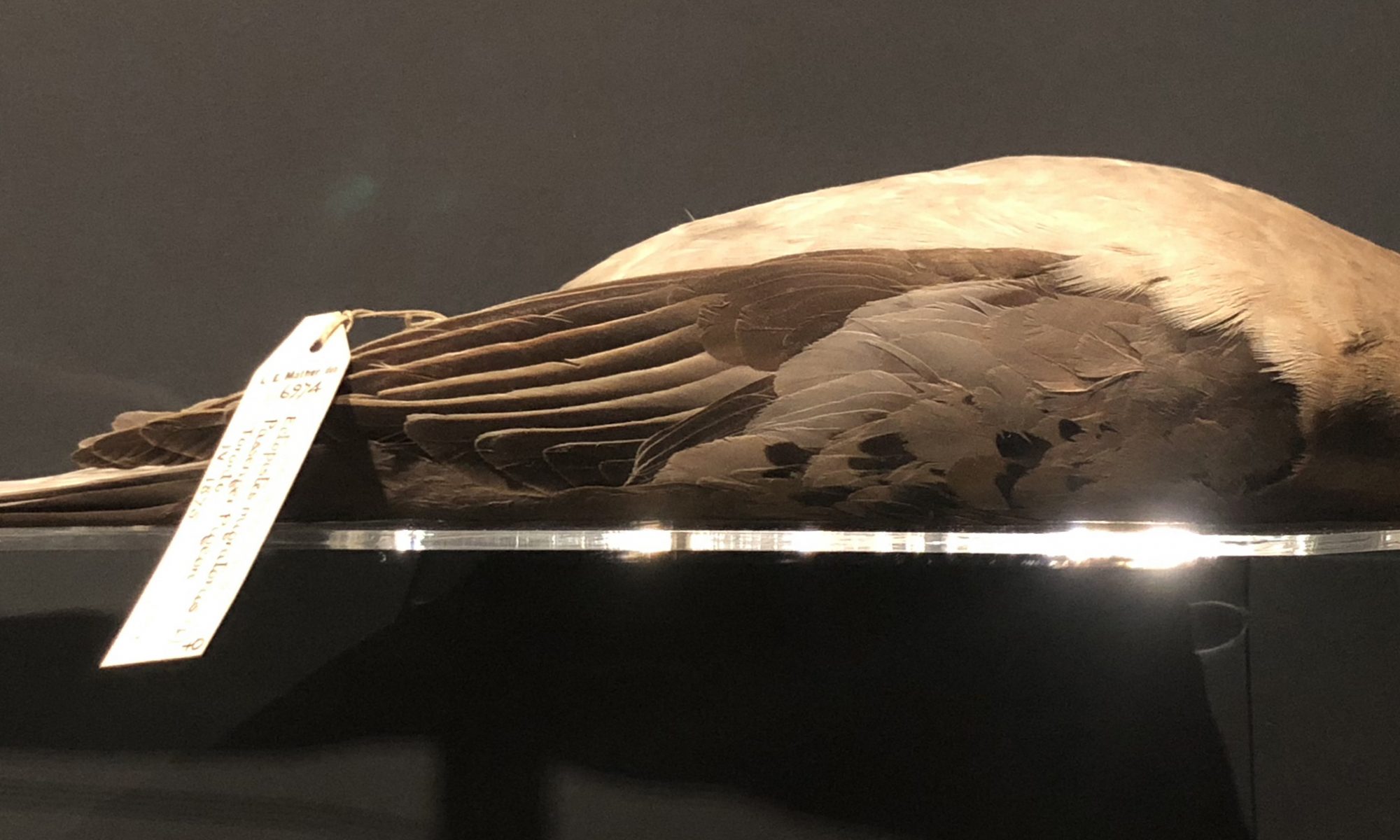 passenger pigeon specimen in Manchester Museum