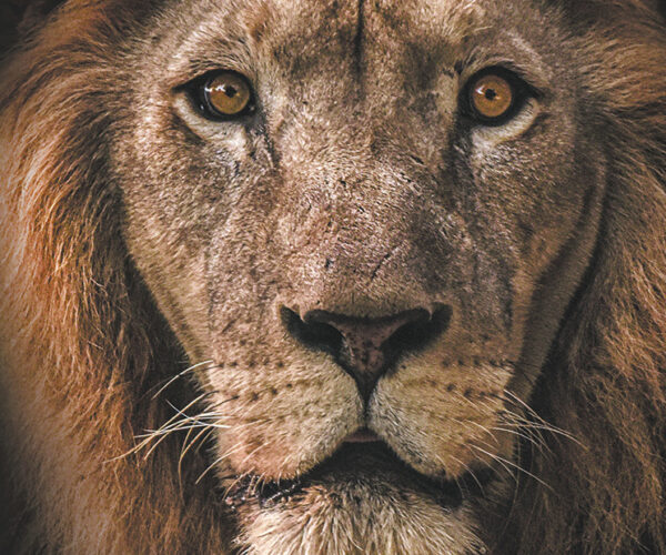 Online book talk: Swart, The Lion’s Historian
